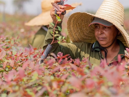 10-dicas-para-plantar-eucaliptos-clones valor verde viveiro de mudas clonagem clonado eucalipto