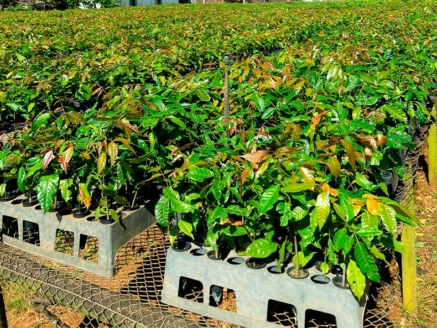 mudas de eucalipto clone mogno africano viveiro de mudas planta plantação clonagem