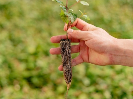 Mudas de eucalpto clone viveiro de mudas valor verde araguari minas gerais uberlandia prata uberaba pará planta plantação arvore eucalipito venda mg empresa muda reflorestamento dinheiro poupança verde