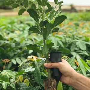 mogno africano valor verde araguari pará mato grosso muda reflorestamento planta viveiro viverista  estufa