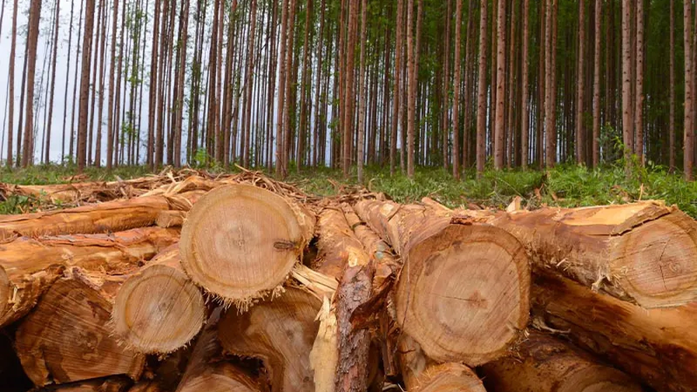 eucalipto valor verde araguari uberlandia viveiro de mudas mogno africano venda empresa valor verde