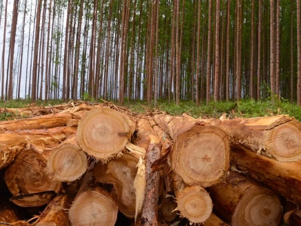 eucalipto valor verde araguari uberlandia viveiro de mudas mogno africano venda empresa valor verde