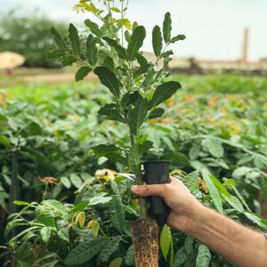 Mogno Africano viveiro de muda de eucalipto  araguari uberlandia uberaba goias pará minas gerais mg valor verde plantação web site