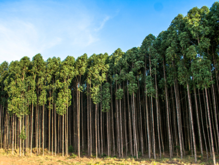 muda de eucalipto clone clonado valor verde araguari minas gerais viveiro de mudas mogno africano