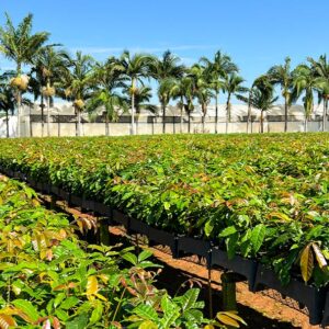 mudas de mogno africano muda de eucalipto valor verde viveiro de mudas plantação  reflorestamento investimento eucalipito valor verde araguari uberlandia uberaba mato grosso do sul minas gerais