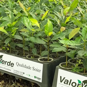 mudas de eucalipto clone clonado valor verde araguari Minas Gerais eucalipito viveiro de mudas planta qualidade
