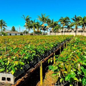 mudas de mogno africano em araguari minas gerais