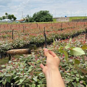 VIVEIRO DE MUDAS EUCALIPTO VENDA VALOR VERDE EUCALIPITO CLONE CLONADO ARAGUARI