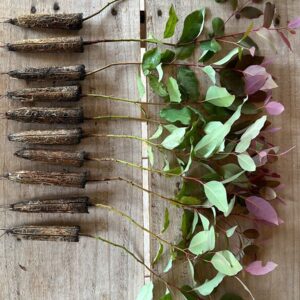 MUDAS DE EUCALIPTO EUCALIPITO CLONADO CLONE