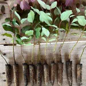 Mudas de Eucalipto Clone clonado valor verde minas gerais venda