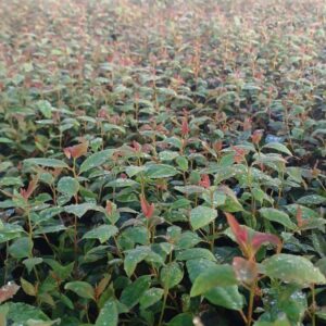 Imagem do WhatsApp de 2023-12-29 à(s) 09.22.25_c5de8a2b