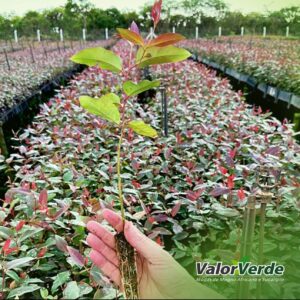 Imagem do WhatsApp de 2023-12-29 à(s) 09.22.44_720cee07