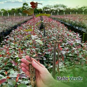 Imagem do WhatsApp de 2023-12-29 à(s) 09.22.44_7c4888c5